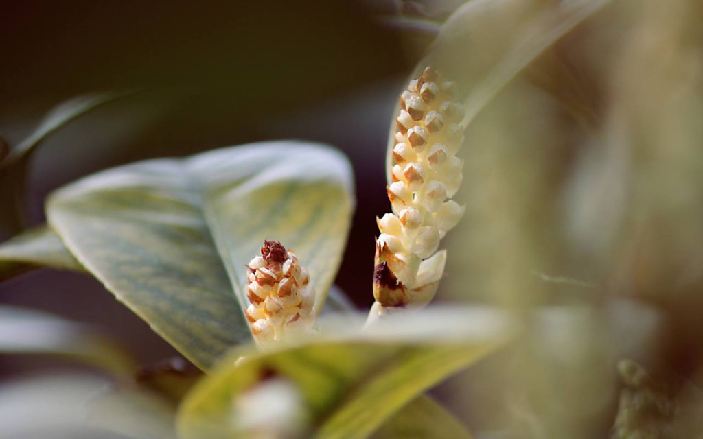 natur-08.jpg