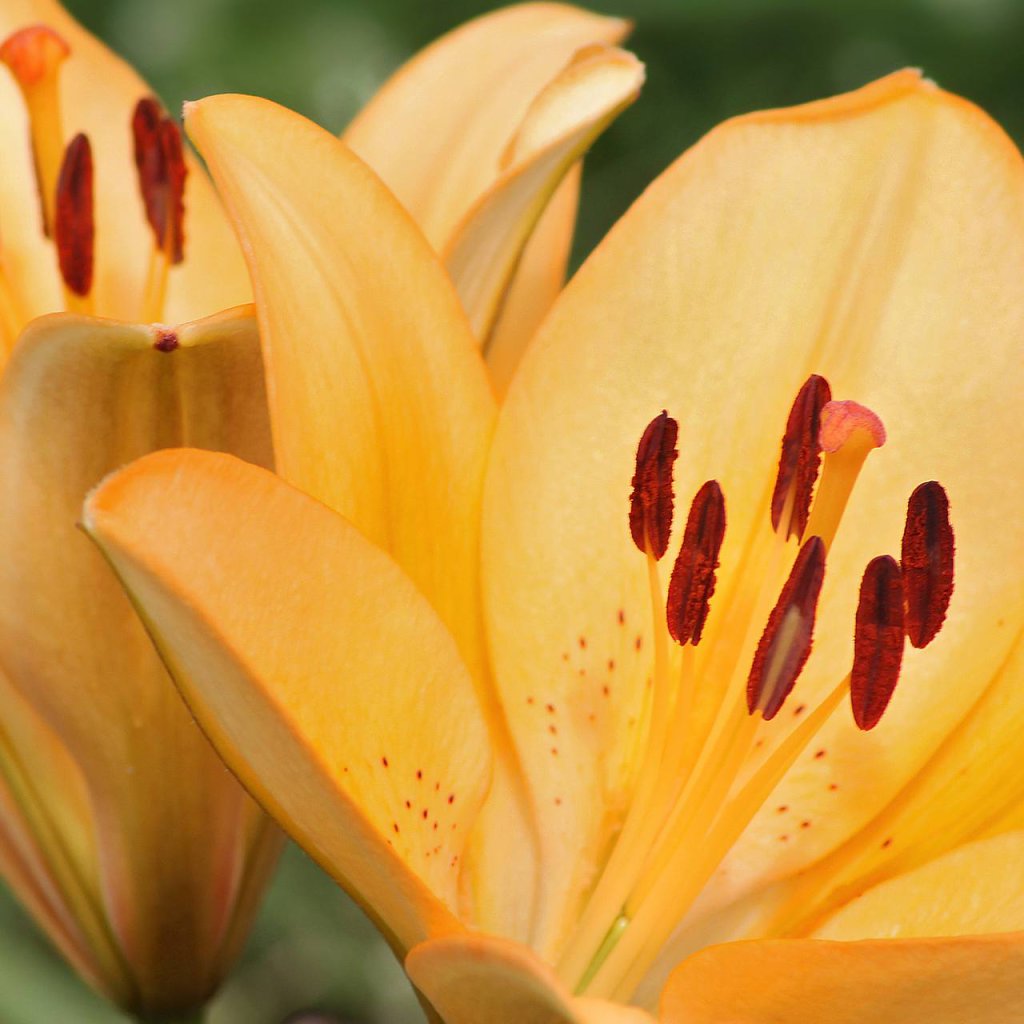 natur-makro-05.jpg