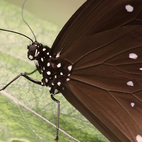 natur-makro-10.jpg