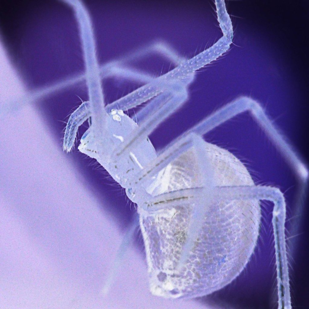 natur-makro-12.jpg