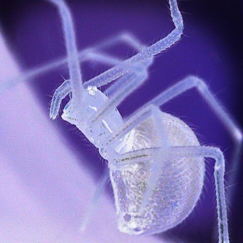 natur-makro-12.jpg