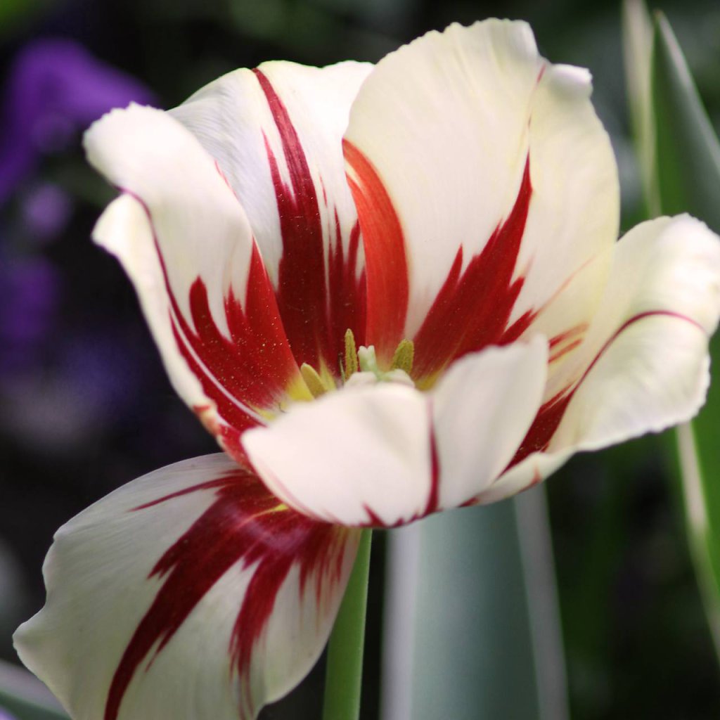 natur-makro-16.jpg