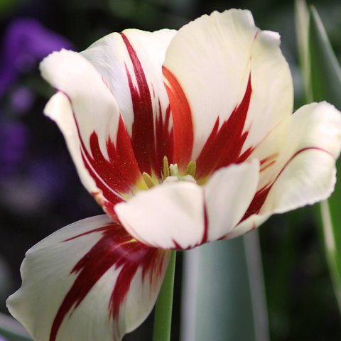 natur-makro-16.jpg